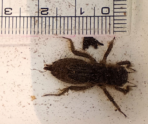 �h�c�r�I�g�[�v