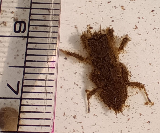 �h�c�r�I�g�[�v