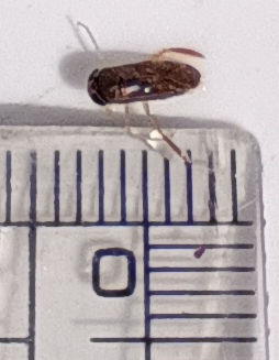 �h�c�r�I�g�[�v