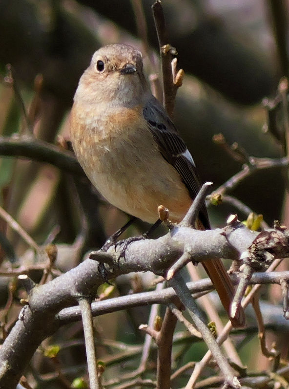 �W���E�r�^�L