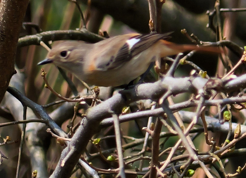 �W���E�r�^�L