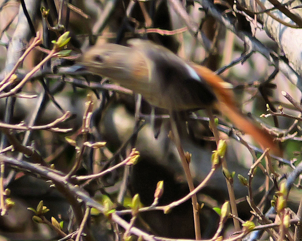 �W���E�r�^�L