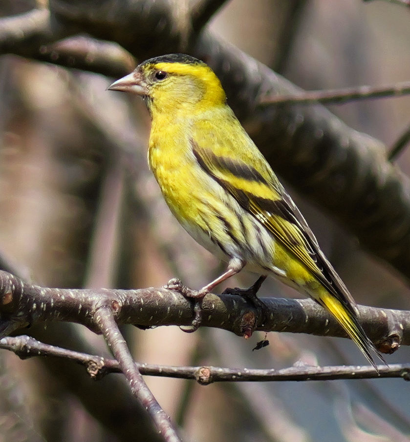 �W���E�r�^�L