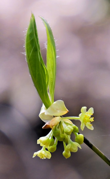 �啧�R
