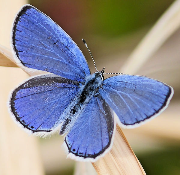 �M�����[ �c���������i