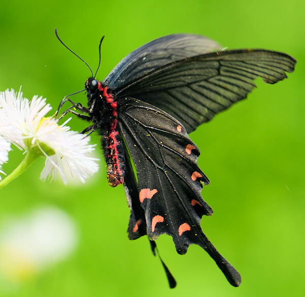 �M�����[ �c���������i