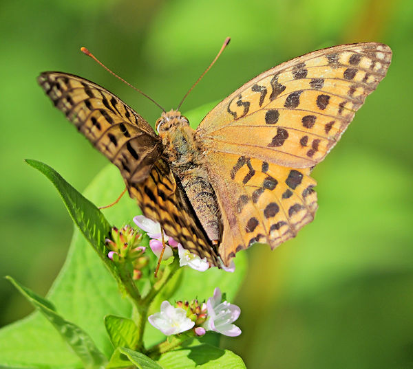 �E���M���q���E����