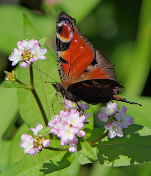 �M�����[ �c���������i