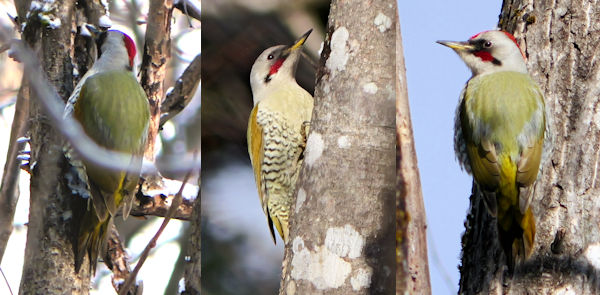 �M�����[ �c���������i