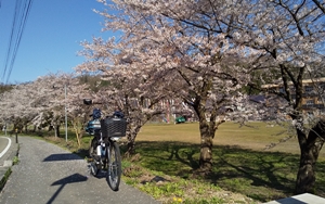 桜峠